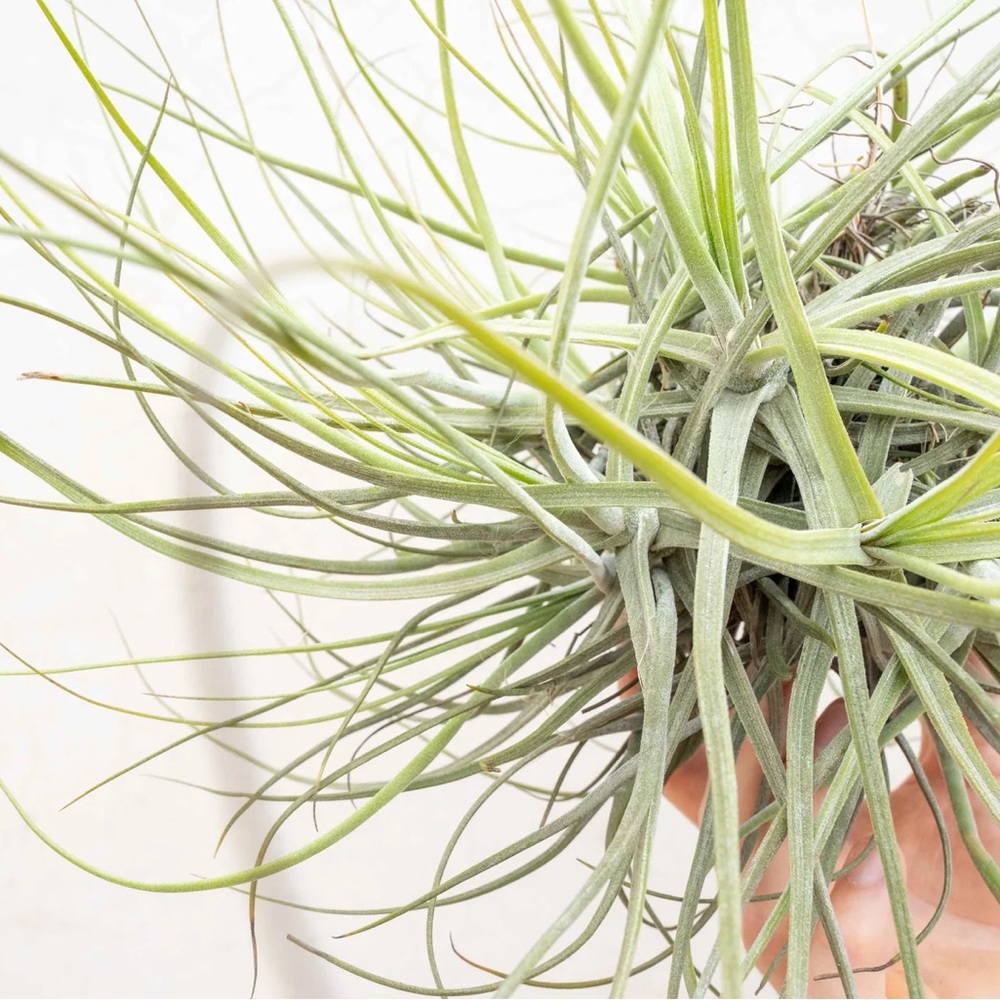 Bundles of 10 Plants  Assorted Tillandsia Air Plant - - Picture 3 of 3